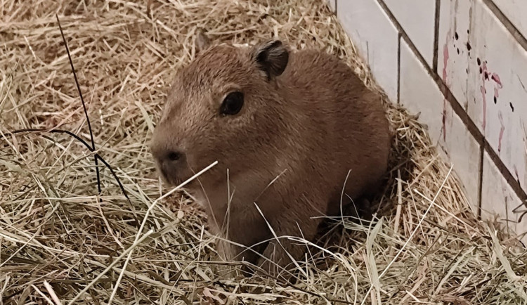 V brněnské zoo se narodily tři kapybary. Roztomilí hlodavci už běhají ve výběhu