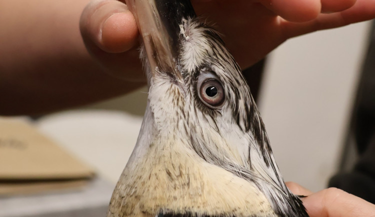 Ledňáci v Hodoníně byli na kosmetice. Veterináři jim upravili přerostlé zobáky