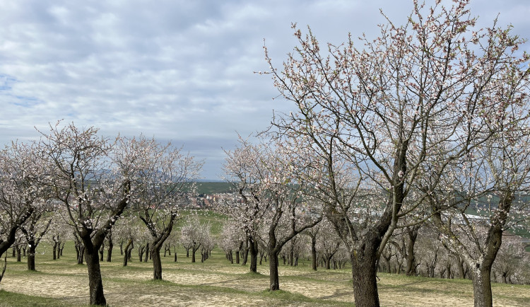 Ilustrační fotografie