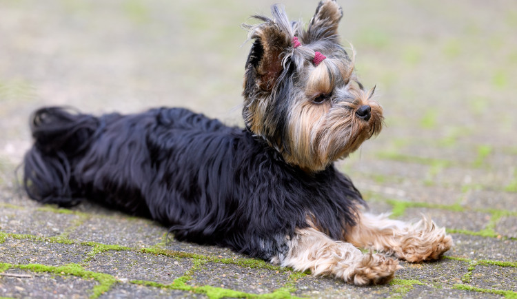 Ilustrační fotografie psa