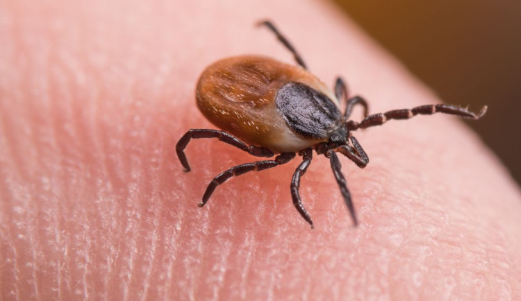 Olej na klíště nepatří. Odborníci varují před babskými radami