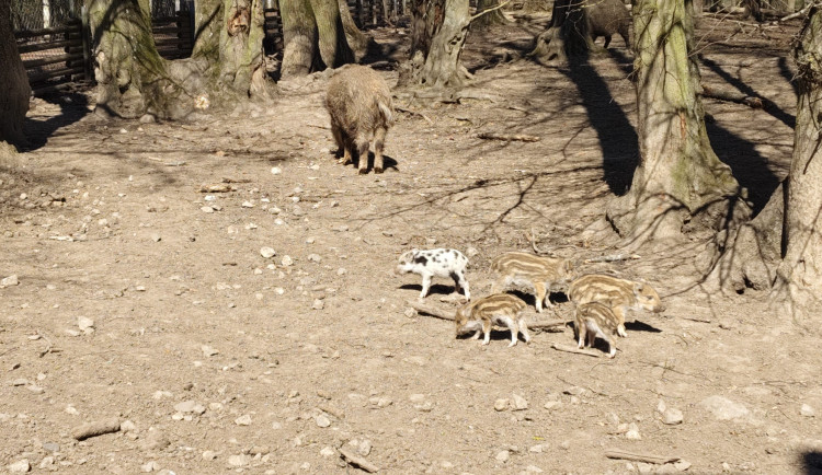 Brňané se rozplývají nad selátky v Holedné. Jedno vypadá jako štěně dalmatina