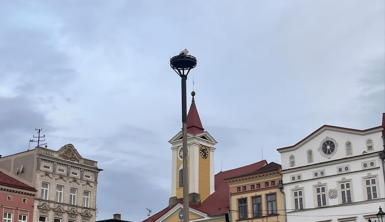 Čápi jsou zpět v Broumově. Obsadí znovu morový sloup, nebo vezmou zavděk náhradním bytem?