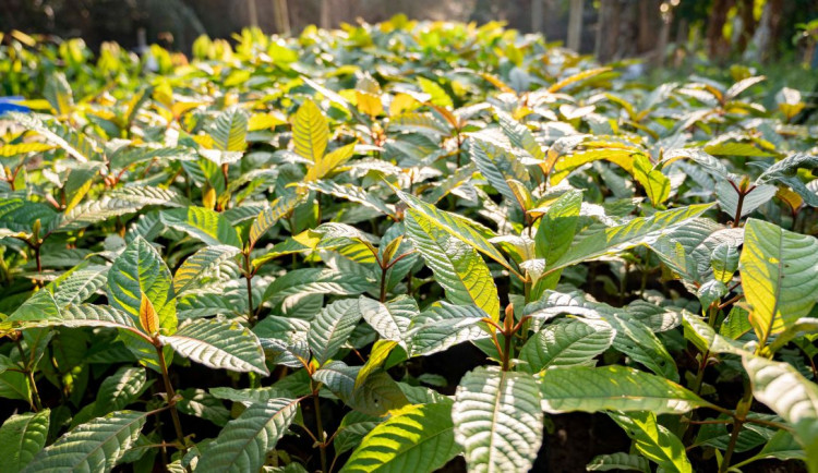 Policie varuje před kratomem. V roce 2025 zbytečně zemřelo 17 lidí