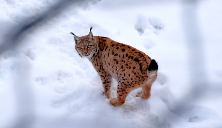 Záhadný úhyn šumavského rysa. Příčinu smrti zjišťují odborníci na divokou zvěř