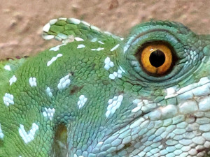 Do zoo v Hodoníně přibyl bazilišek zelený, dříve považovaný za mýtického tvora