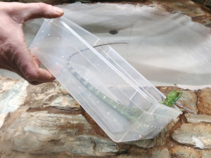 Do zoo v Hodoníně přibyl bazilišek zelený, dříve považovaný za mýtického tvora