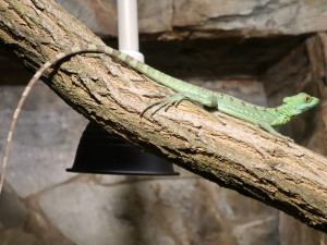 Do zoo v Hodoníně přibyl bazilišek zelený, dříve považovaný za mýtického tvora