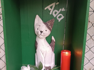 U Velodromu žily roky. Teď kočky přišly o zázemí i krmná místa, případ řeší úřady