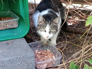 U Velodromu žily roky. Teď kočky přišly o zázemí i krmná místa, případ řeší úřady