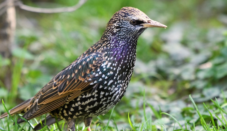 KVÍZ: Jak dobře znáte ptáky české přírody? Otestujte se