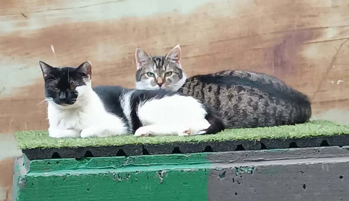 U Velodromu žily roky. Teď kočky přišly o zázemí i krmná místa, případ řeší úřady