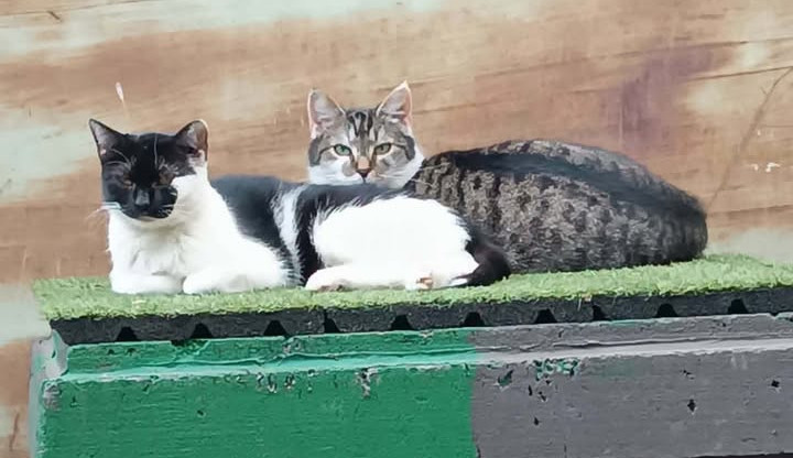 U Velodromu žily roky. Teď kočky přišly o zázemí i krmná místa, případ řeší úřady