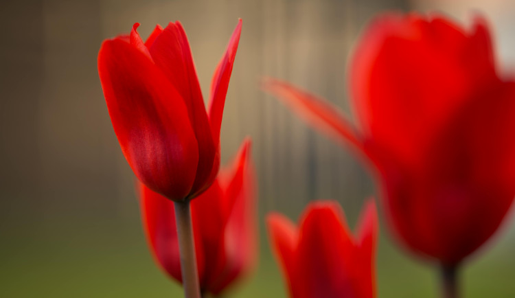 Začátek týdne bude chladnější a deštivější. Před víkendem se oteplí