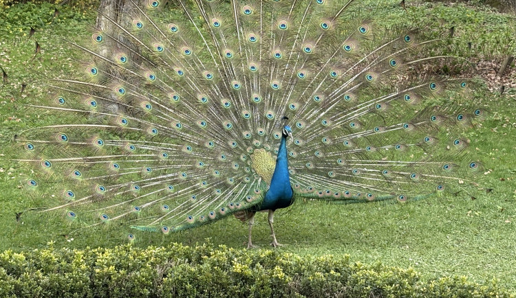 FOTO: Jen hodinu od Brna. V Kroměříži okouzlí kvetoucí magnolie i pávi na procházce