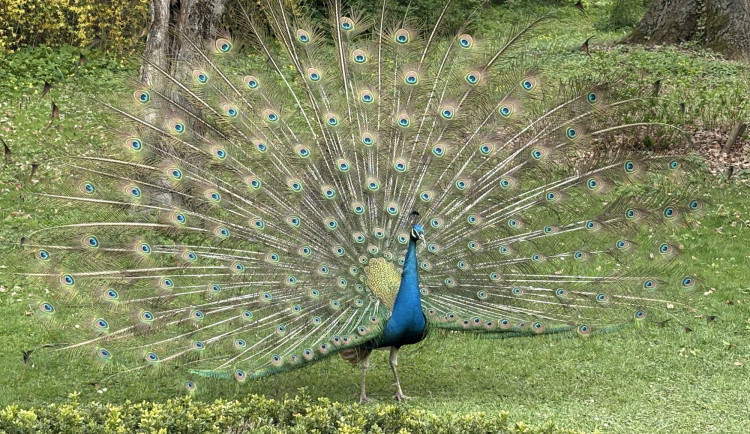FOTO: Jen hodinu od Brna. V Kroměříži okouzlí kvetoucí magnolie i pávi na procházce