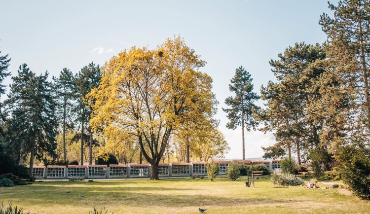 Brňanům vadí změny na Ústředním hřbitově. Není to ukvapená akce, brání se správci