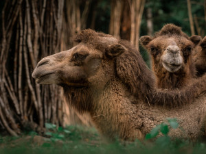 Den Země v Zoo Brno: objevte přírodu jako dokonalý systém, kde nic nepřijde nazmar