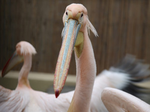 Den Země v Zoo Brno: objevte přírodu jako dokonalý systém, kde nic nepřijde nazmar