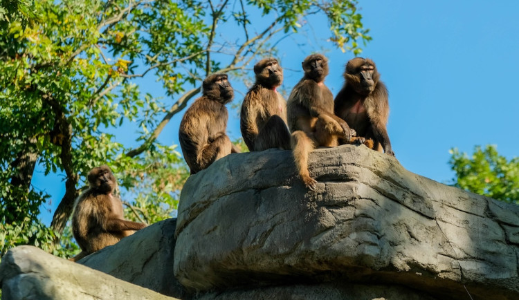 Den Země v Zoo Brno: objevte přírodu jako dokonalý systém, kde nic nepřijde nazmar.