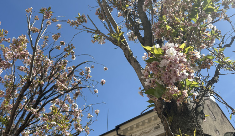 FOTO: Královo Pole rozkvetlo dorůžova. Sakury místní obyvatele těší už desítky let
