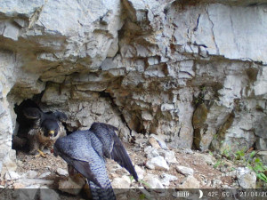V Moravském krasu zahnízdil vzácný sokol, u Jáchymky se líhnou mláďata