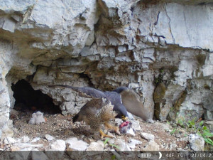 V Moravském krasu zahnízdil vzácný sokol, u Jáchymky se líhnou mláďata