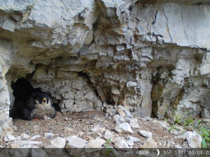 V Moravském krasu zahnízdil vzácný sokol, u Jáchymky se líhnou mláďata