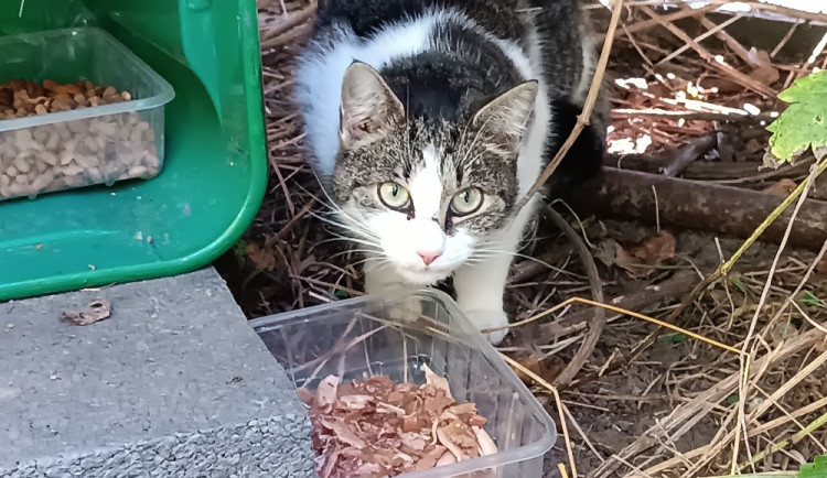 Kočky u Velodromu jsou v bezpečí. Nikomu jsme nevyhrožovali, říká správce