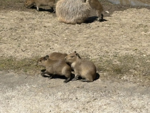 FOTO: V brněnské zoo přibyly další malé kapybary. Ve výběhu už skotačí pět mláďat