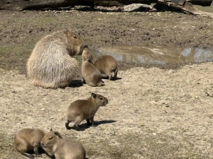 FOTO: V brněnské zoo přibyly další malé kapybary. Ve výběhu už skotačí pět mláďat