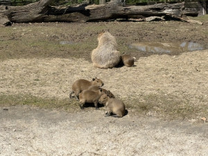 FOTO: V brněnské zoo přibyly další malé kapybary. Ve výběhu už skotačí pět mláďat