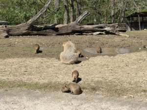 FOTO: V brněnské zoo přibyly další malé kapybary. Ve výběhu už skotačí pět mláďat