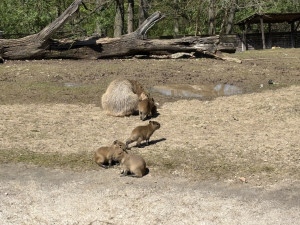 FOTO: V brněnské zoo přibyly další malé kapybary. Ve výběhu už skotačí pět mláďat