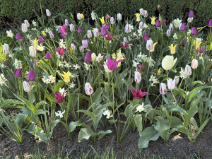 FOTO: Rozkvetlé zahrady i prosluněná kolonáda. Lidé si užívají jaro v Lednici