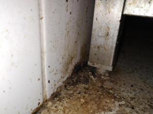 Špína, plíseň i hmyz. Inspektoři zavřeli bistro v Hodoníně