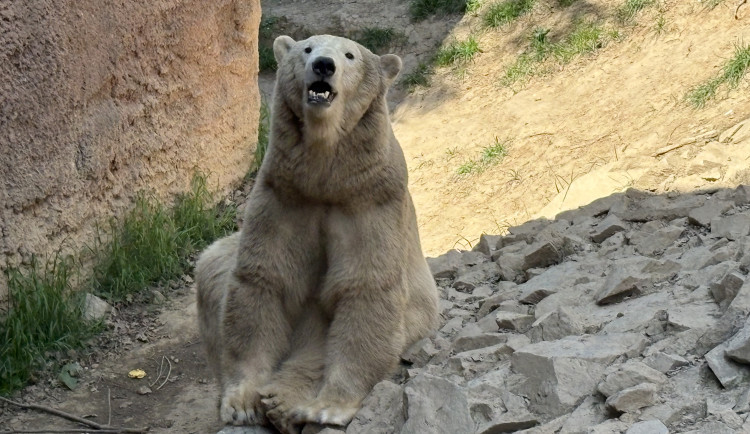 KVÍZ: Jak dobře znáte zvířata z brněnské zoo? Otestujte se