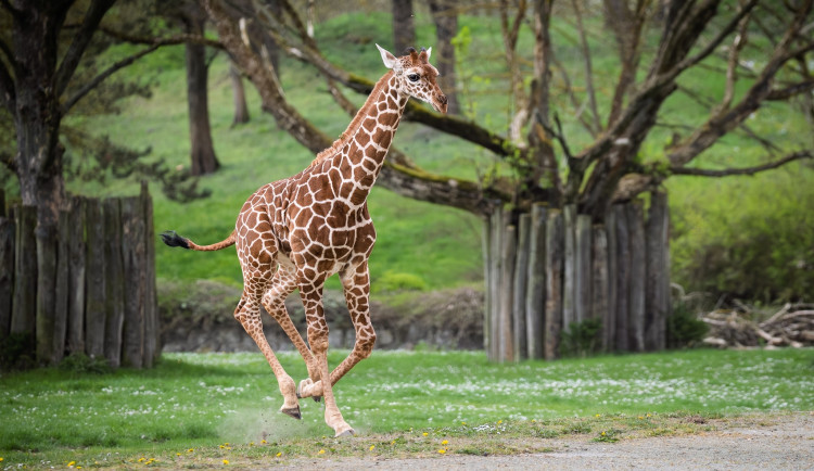 Safari Park ve Dvoře Králové chystá nové lákadlo, brzy otevře žirafí školku