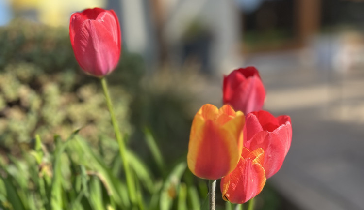 Týden v ČR bude slunečný a bez srážek. Jak bude na pálení čarodějnic?