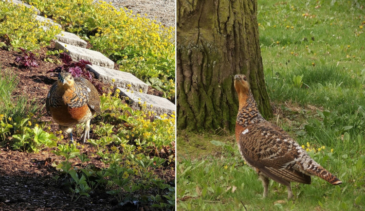 Tetřeví samice z Domažlic emigrovala do SRN, špacírovala se po hřbitově v Chamu