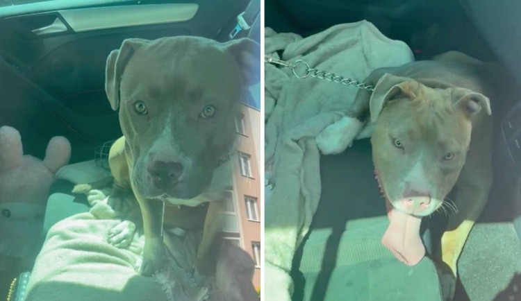 Žena nechala psa ve vyhřátém autě a odešla. Ještě nebylo takové teplo, bránila se