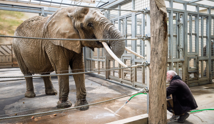 Z Francie až do Dvora Králové. Safari park má novou slonici