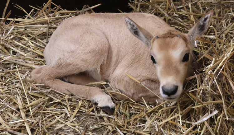 FOTO: V hodonínské zoo mají roztomilý přírůstek, narodil se vzácný přímorožec