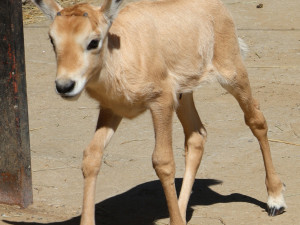 FOTO: V hodonínské zoo mají roztomilý přírůstek, narodil se vzácný přímorožec