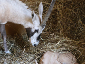 FOTO: V hodonínské zoo mají roztomilý přírůstek, narodil se vzácný přímorožec