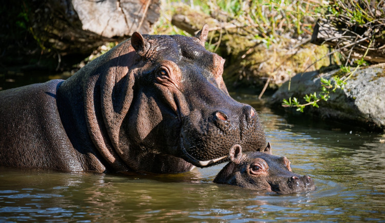 Safari Park slaví osmdesátku, rozšíří safari, představí nový nosorožinec a známky