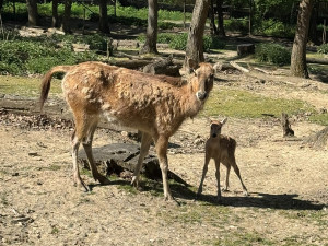 V brněnské zoo mají mládě jelena milu. Vzácný kopytník se takřka vrátil ze záhrobí