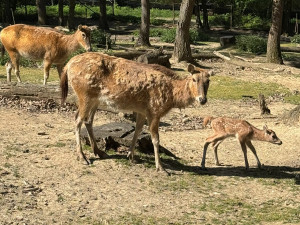 V brněnské zoo mají mládě jelena milu. Vzácný kopytník se takřka vrátil ze záhrobí