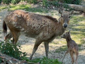 V brněnské zoo mají mládě jelena milu. Vzácný kopytník se takřka vrátil ze záhrobí