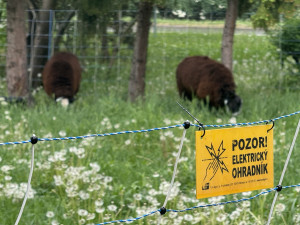 Dvě mladé ovce se zabydlely v Brně. Pomáhají s údržbou veřejné zeleně